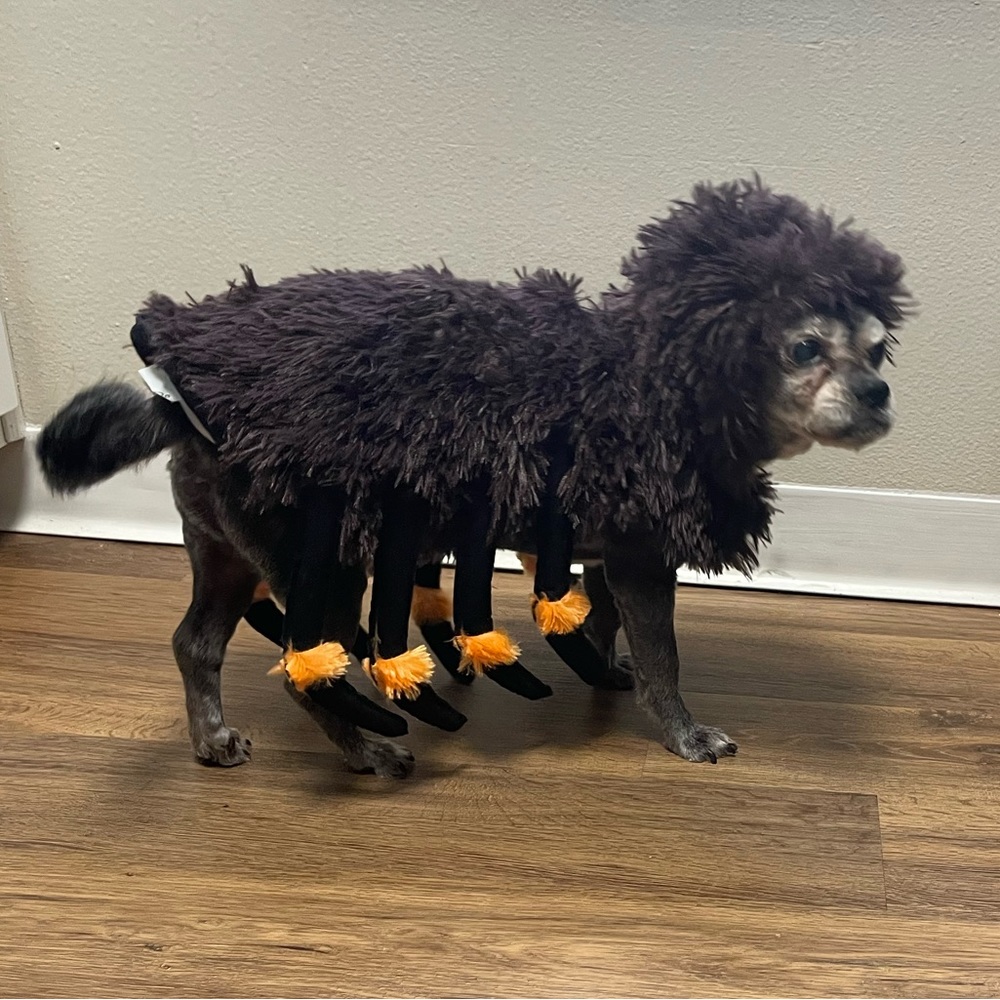 Halloween Dog Pet SPIDER Costume Outfit Size Medium